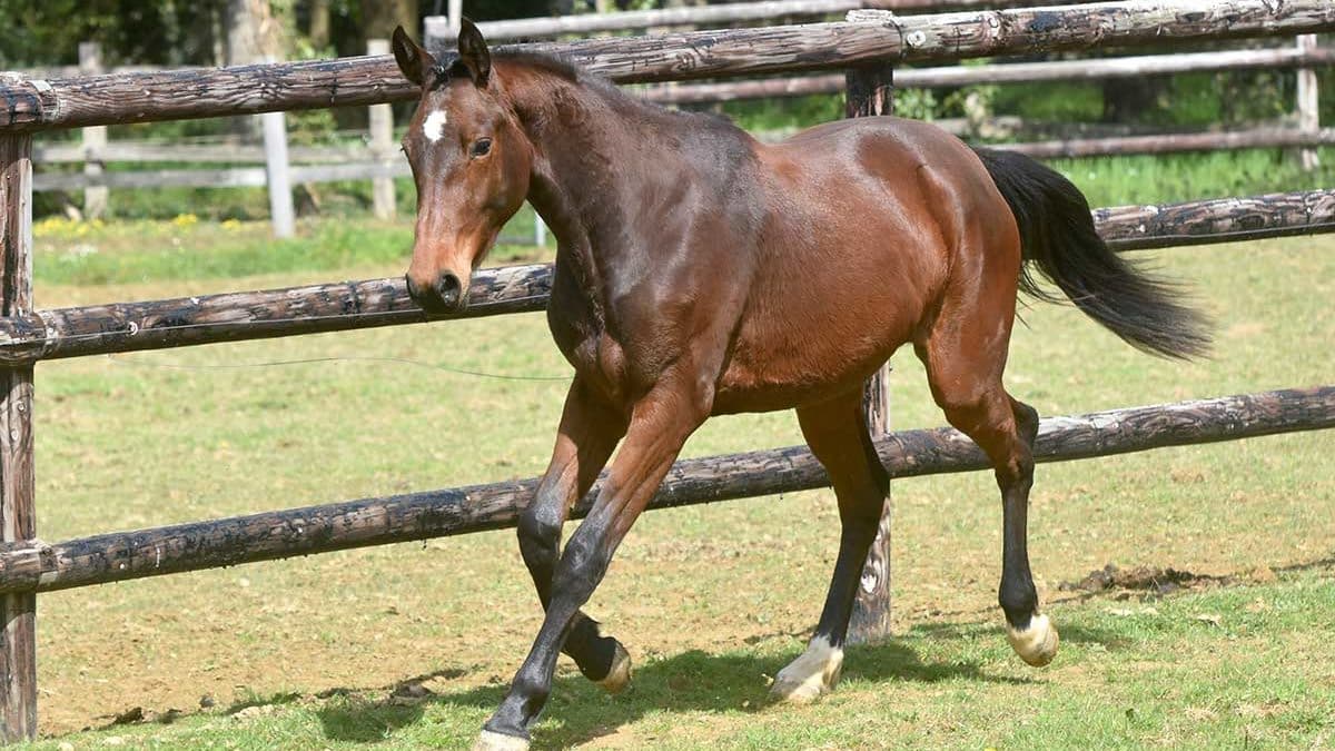 Giovane cavallo baio al trotto in un prato