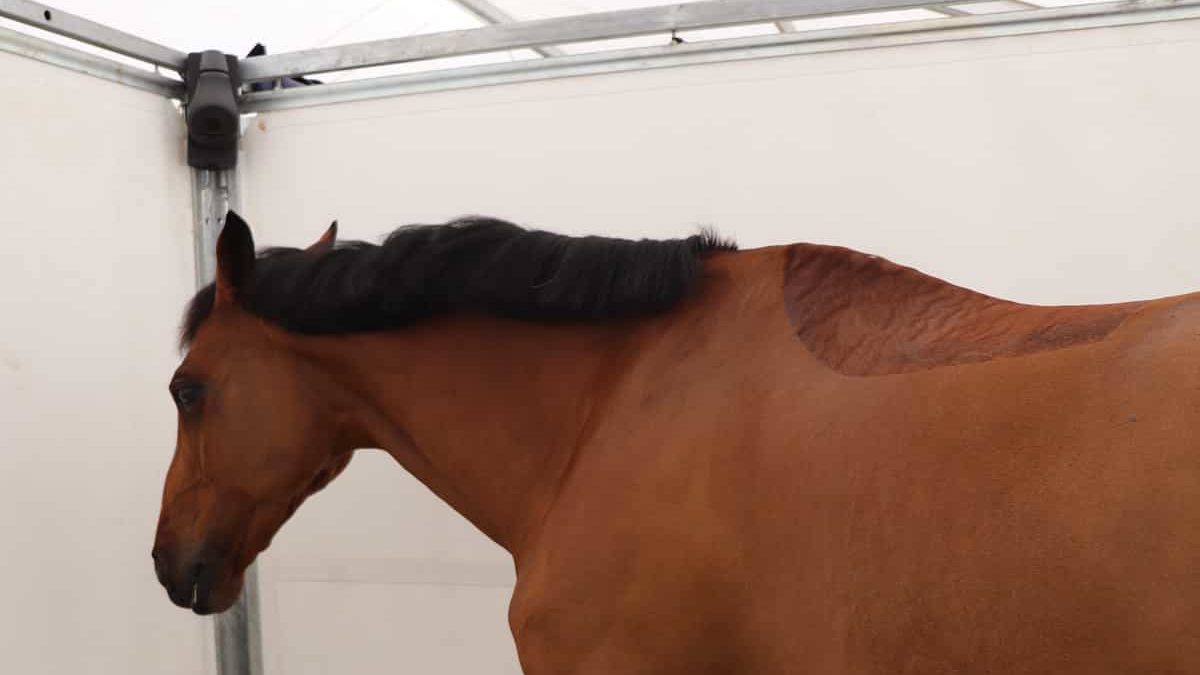 Un cavallo sportivo baio in un box rimovibile. Una telecamera Coho si trova nell'angolo in cima alla cabina.